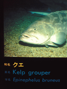 que_08_8_31a.gif